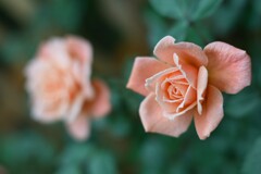 薔薇-6