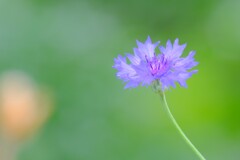 散歩の途中で。