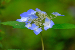 紫陽花（１０）