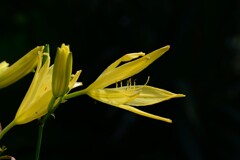 ウコンカンゾウ