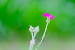 散歩の途中で。