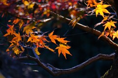 散歩の途中で、Ⅶ