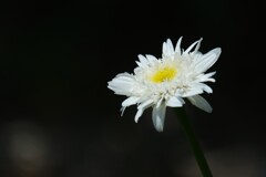 散歩の途中で。