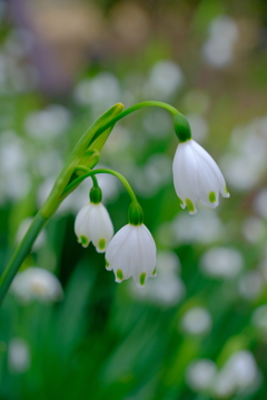 散歩の途中で。⑨