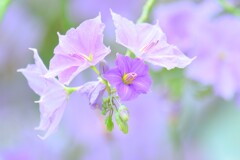 散歩の途中で。