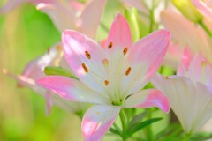 DSCF1540 (3)散歩の途中で。-26