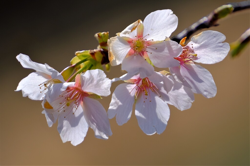散歩の途中で。①