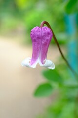 散歩の途中で。8