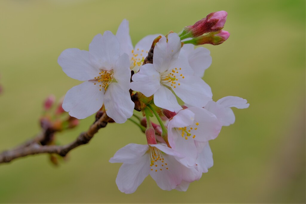 散歩の途中で。8