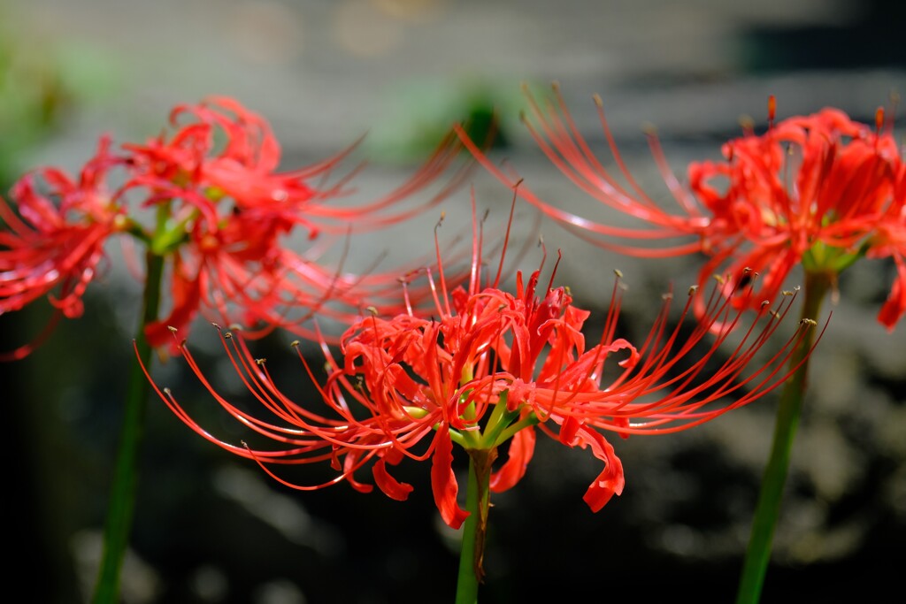 散歩の途中で。９