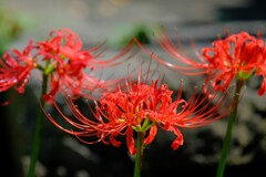 散歩の途中で。９