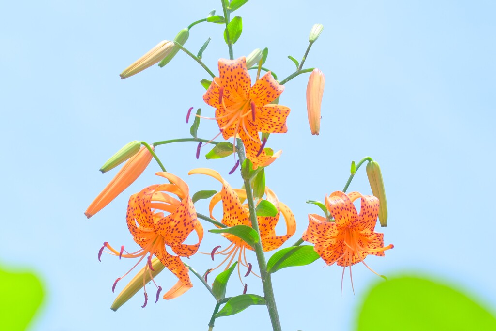 散歩の途中で。