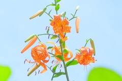 散歩の途中で。