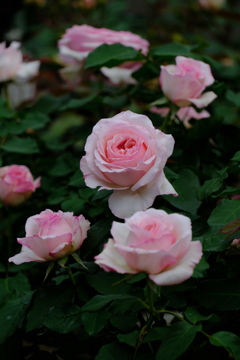 散歩の途中で。10