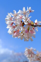 玉縄桜（２）