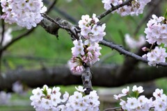 ソメイヨシノ（７）