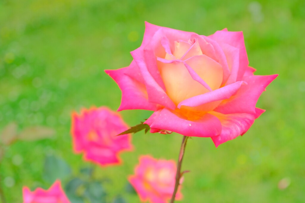 散歩の途中で。②