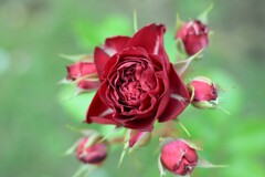 薔薇-10