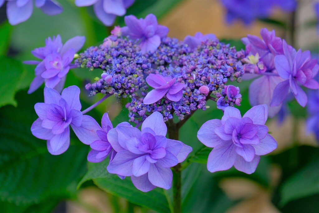 紫陽花 5
