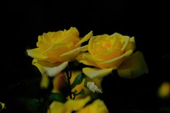 散歩の途中で。2