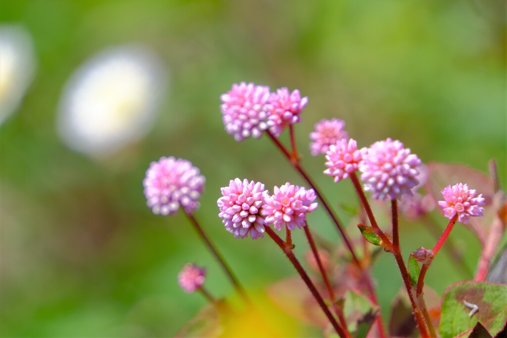 散歩の途中で。5