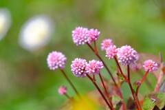 散歩の途中で。5