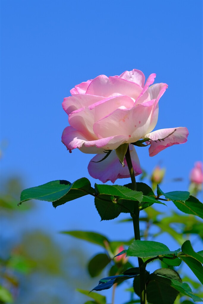 散歩の途中で。②