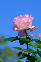 散歩の途中で。②