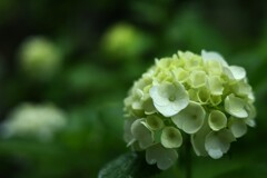 紫陽花