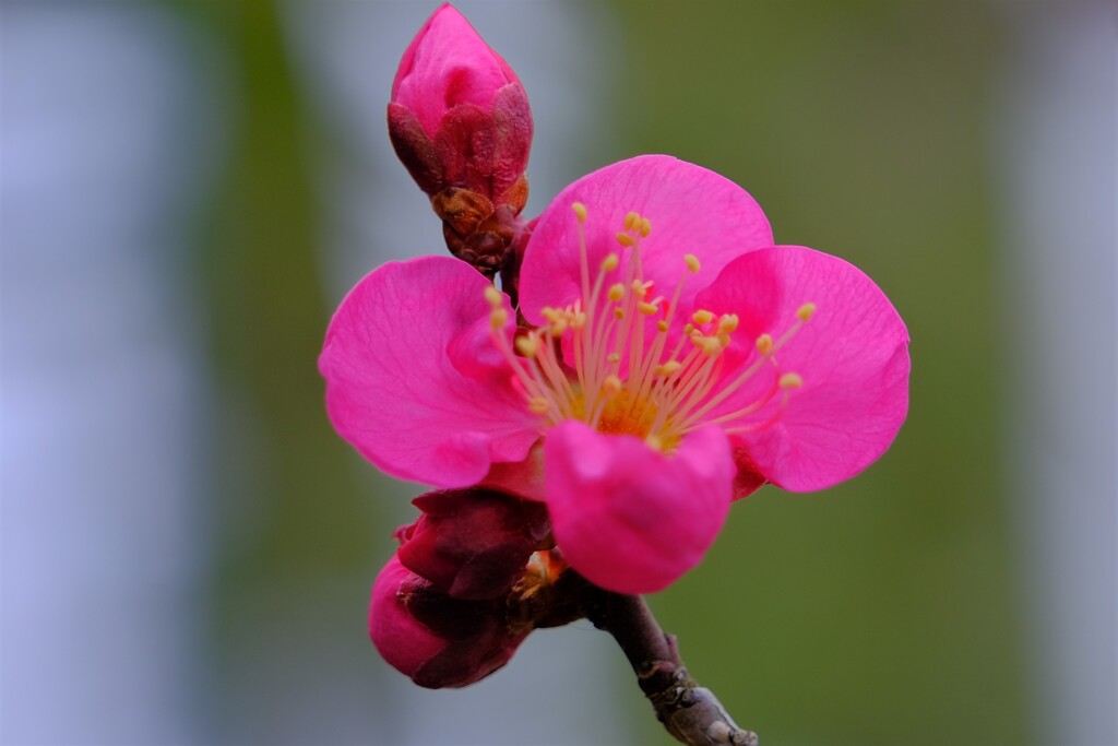 散歩の途中で。⑦