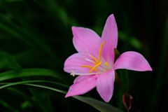 ピンク色の花