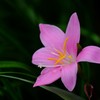 ピンク色の花