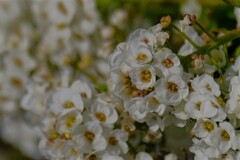 散歩の途中で。6