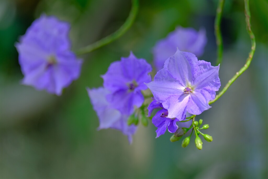 散歩の途中で。Ⅶ
