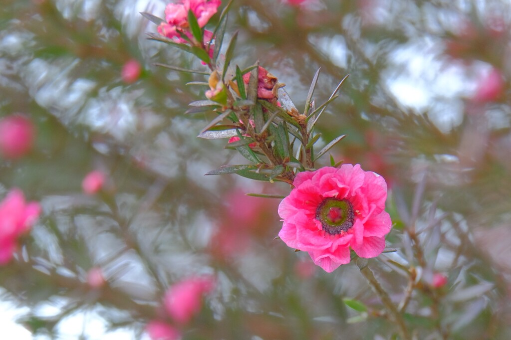 散歩の途中で。⑤