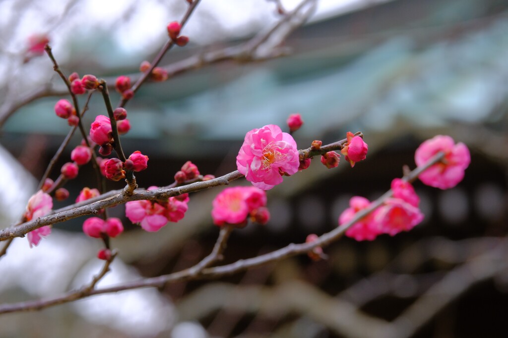 散歩の途中で。④