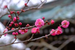 散歩の途中で。④