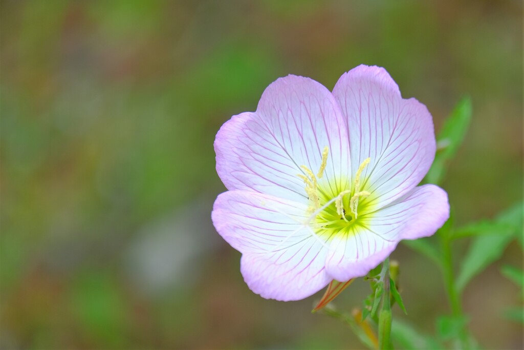 散歩の途中で。③
