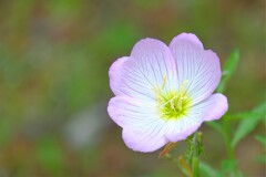 散歩の途中で。③