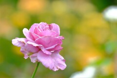 散歩の途中で。Ⅰ