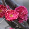紅梅（５）