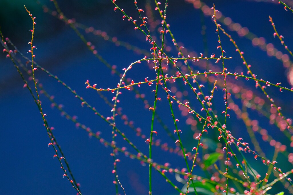散歩の途中で。Ⅳ
