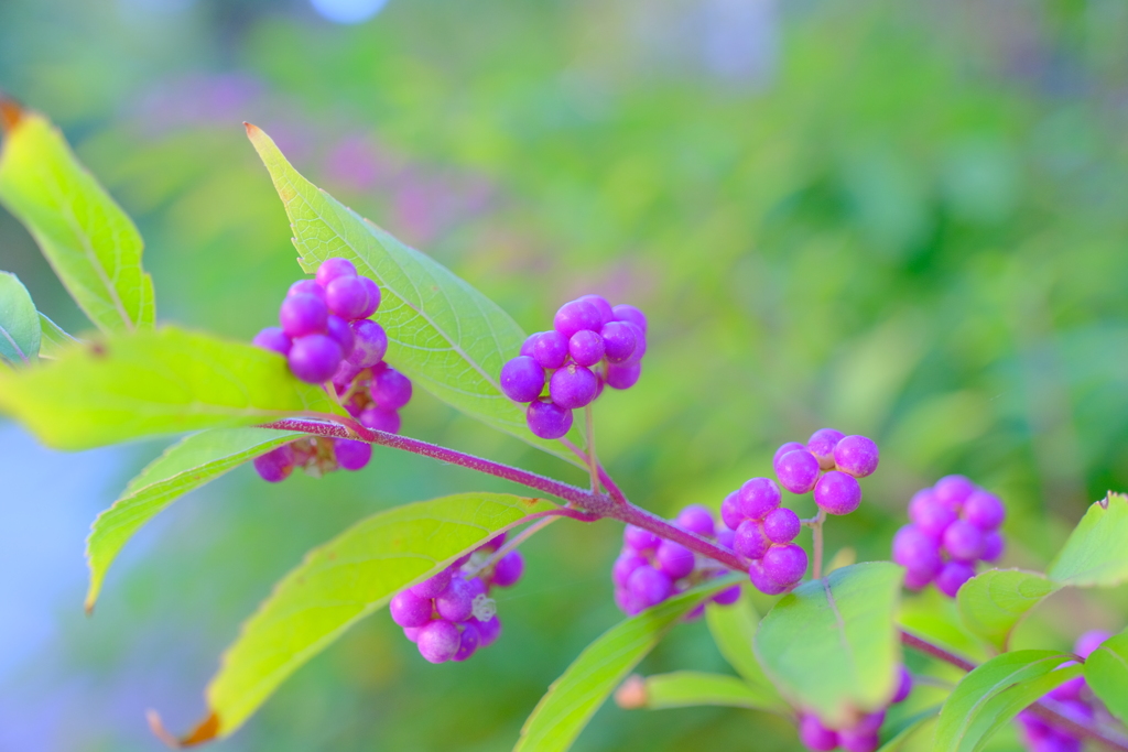 ムラサキシキブ