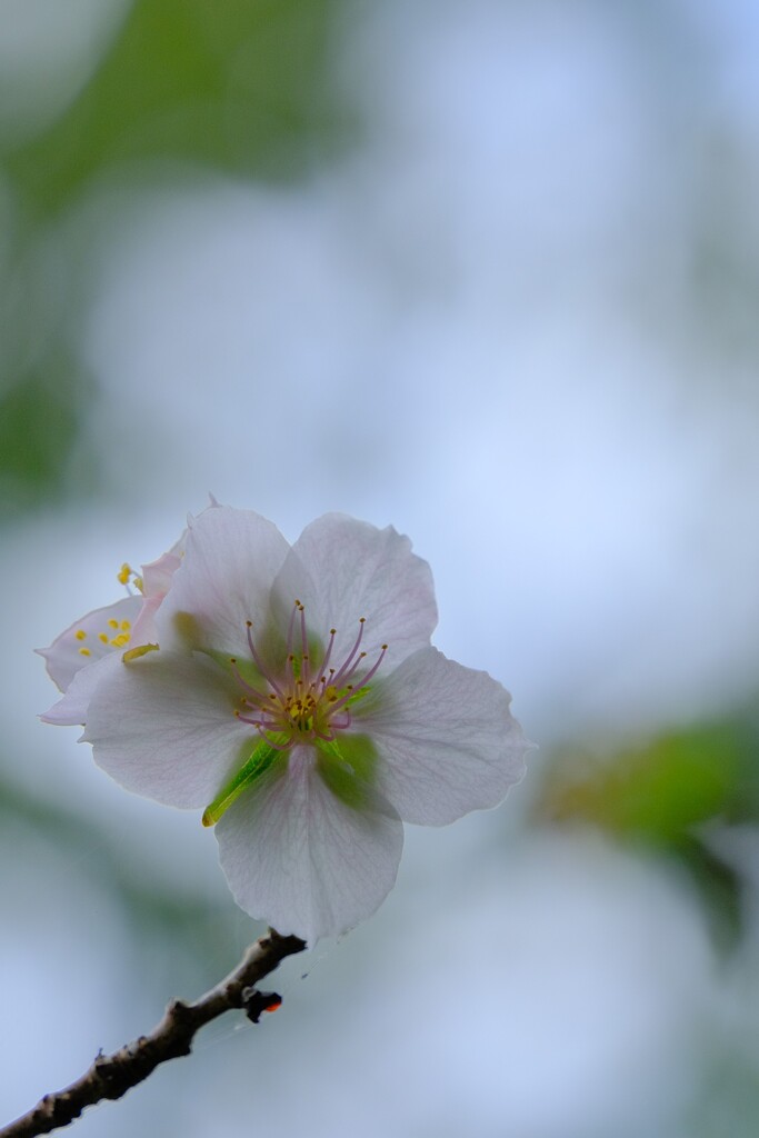 寒桜