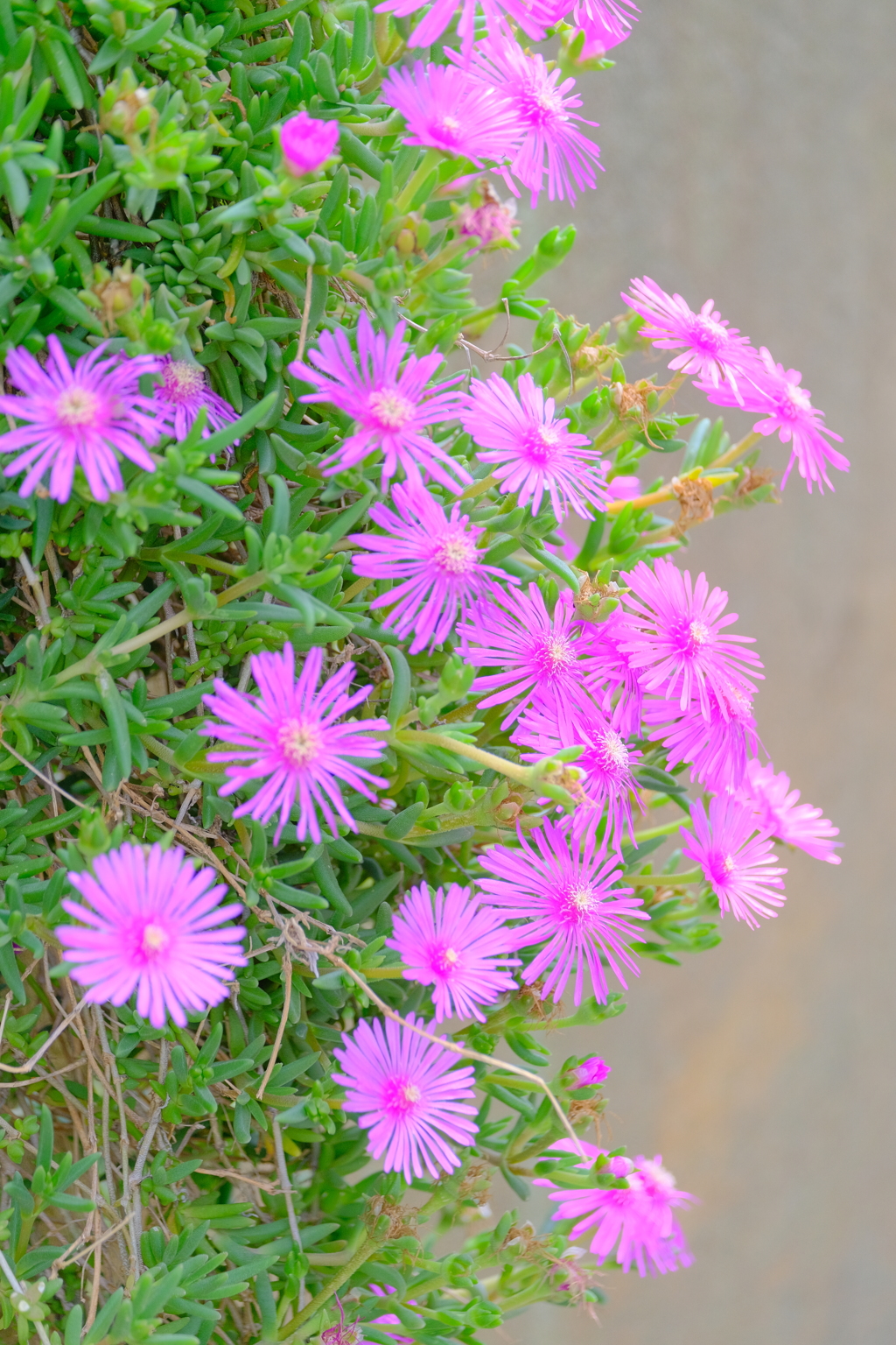 散歩の途中で。