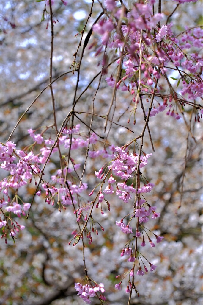 散歩の途中で。②
