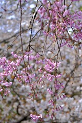 散歩の途中で。②