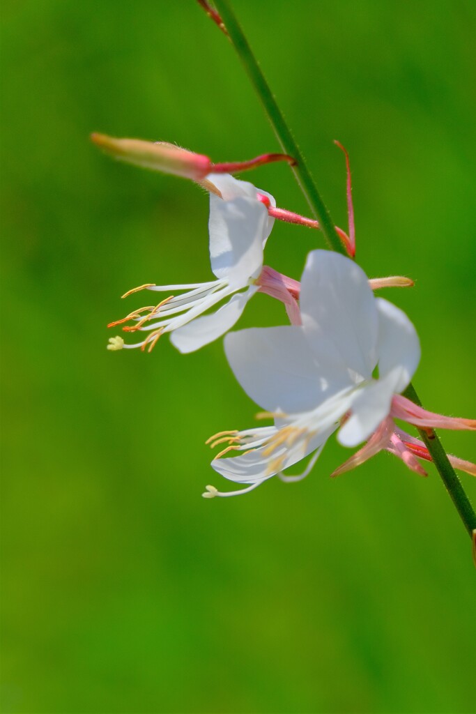 散歩の途中で。⑧