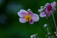 秋明菊