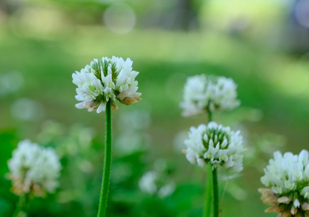 シロツメクサ
